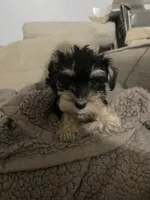 Mark, a male Miniature Schnauzer for sale in Binghamton, NY – 1 of 2