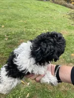 Tom, a male Bichon Frise and Poodle - Toy  for sale in Binghamton, NY – Photo 2 of 2