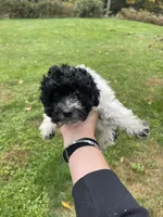 Tom, a male Bichon Frise and Poodle - Toy  for sale in Binghamton, NY – Photo 1 of 2