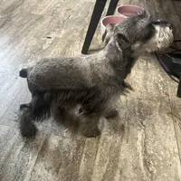 Don, a male Miniature Schnauzer for sale in Binghamton, NY – Photo 4 of 4