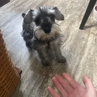 Don, a male Miniature Schnauzer for sale in Binghamton, NY – Photo 2 of 4