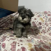 Don, a male Miniature Schnauzer for sale in Binghamton, NY – Photo 3 of 4