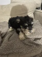 Mark, a male Miniature Schnauzer for sale in Binghamton, NY – 2 of 2