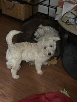 Tina, a female Westiepoo for sale in Binghamton, NY – 3 of 4