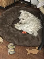 Tina, a female Westiepoo for sale in Binghamton, NY – 4 of 4