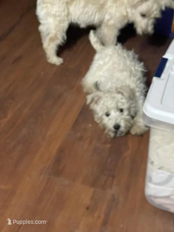 Tina – Westiepoo puppy for sale in Binghamton, NY