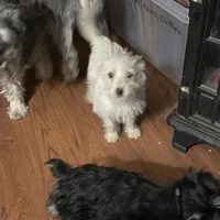 Tina, a female Westiepoo for sale in Binghamton, NY – Photo 4 of 4