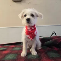 Tina, a female Westiepoo for sale in Binghamton, NY – Photo 3 of 4