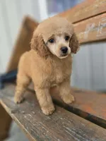 May, a female Poodle - Miniature  for sale in Binghamton, NY – 2 of 2