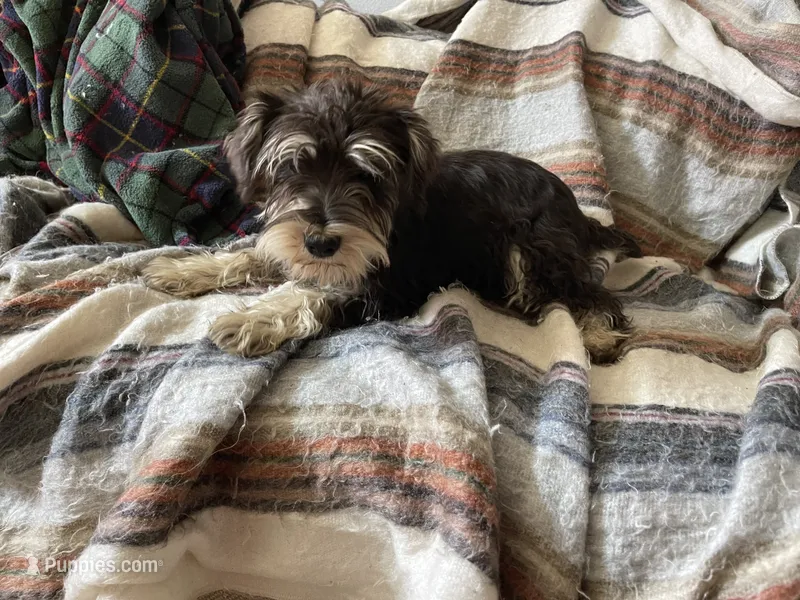 Mark – Miniature Schnauzer puppy for sale in Binghamton, NY