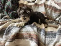 Mark neutered, a male Miniature Schnauzer for sale in Binghamton, NY – 1 of 1