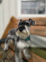 Frank, a male Miniature Schnauzer for sale in Binghamton, NY – 3 of 3