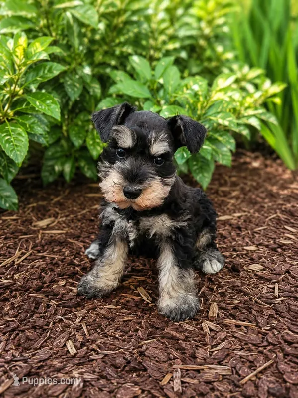 Sally – Miniature Schnauzer puppy for sale in Binghamton, NY