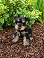 Sally, a female Miniature Schnauzer for sale in Binghamton, NY – 1 of 1