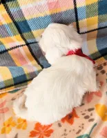 Yoko, a female Morkie and Mal Shi for sale in Snowflake, AZ – 2 of 9