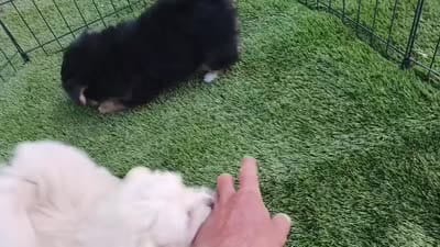 LINDA, a female Pomeranian and Morkie for sale in Snowflake, AZ – 8 of 8