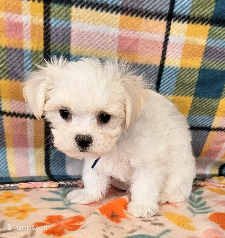 Igloo – Maltese, Mal Shi puppy for sale in Snowflake, AZ