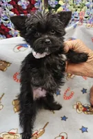 TOTO, a male Yorkshire Terrier and Morkie for sale in Snowflake, AZ – 3 of 9