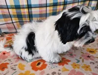 HART, a male Mal Shi for sale in Snowflake, AZ – 2 of 7