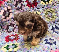 NESTLE , a male Yorkshire Terrier and Morkie for sale in Snowflake, AZ – 4 of 9