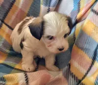 ANNIE , a female Morkie for sale in Snowflake, AZ – 4 of 6