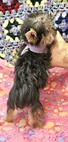 BAMBI, a female Yorkshire Terrier and Morkie for sale in Snowflake, AZ – 3 of 8