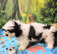 Hart, a male Mal Shi for sale in Snowflake, AZ – 4 of 9
