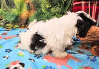Hart, a male Mal Shi for sale in Snowflake, AZ – 5 of 9