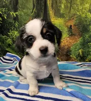 JACK, a male Toy Australian Shepherd for sale in Snowflake, AZ – 6 of 8