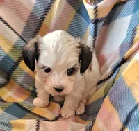 ANNIE , a female Morkie for sale in Snowflake, AZ – 5 of 6