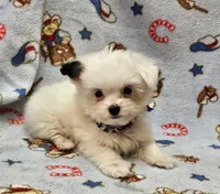 Pupsicle, a male Morkie for sale in Snowflake, AZ – 1 of 7