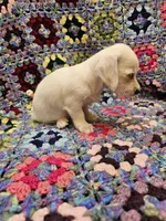 Rachel , a female Morkie for sale in Snowflake, AZ – 3 of 5