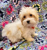 CATHRINE, a female Morkie for sale in Snowflake, AZ – 2 of 6