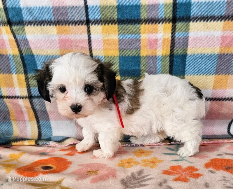 ANNIE  – Morkie puppy for sale in Snowflake, AZ