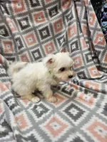 SNOWFLAKE , a female Maltese and Morkie for sale in Snowflake, AZ – 7 of 10