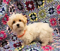 CATHRINE, a female Morkie for sale in Snowflake, AZ – 4 of 6