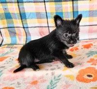 Onyx, a female Pomeranian and Morkie for sale in Snowflake, AZ – 5 of 6