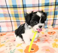Checkers , a male Maltese and Shih Tzu for sale in Snowflake, AZ – 2 of 6
