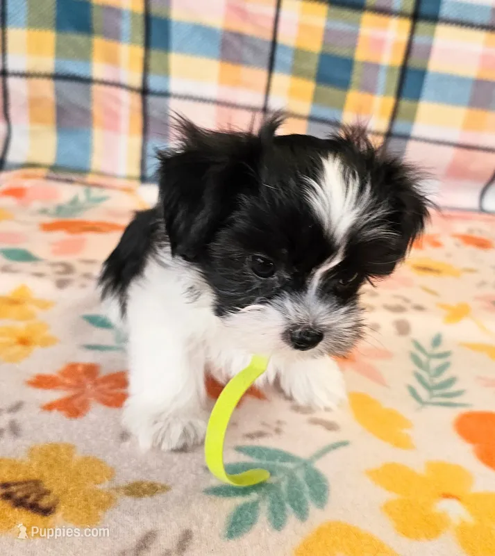 Checkers  – Maltese, Shih Tzu puppy for sale in Snowflake, AZ