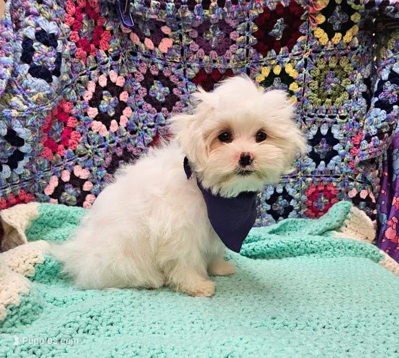 Snowbird – Maltese, Mal Shi puppy for sale in Snowflake, AZ
