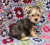 LONDON , a male Morkie for sale in Snowflake, AZ – 3 of 7