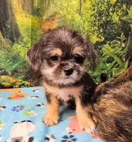 Bristol , a male Toy Australian Shepherd and Mal Shi for sale in Snowflake, AZ – 3 of 7