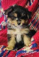 LINDA, a female Pomeranian and Morkie for sale in Snowflake, AZ – 3 of 8