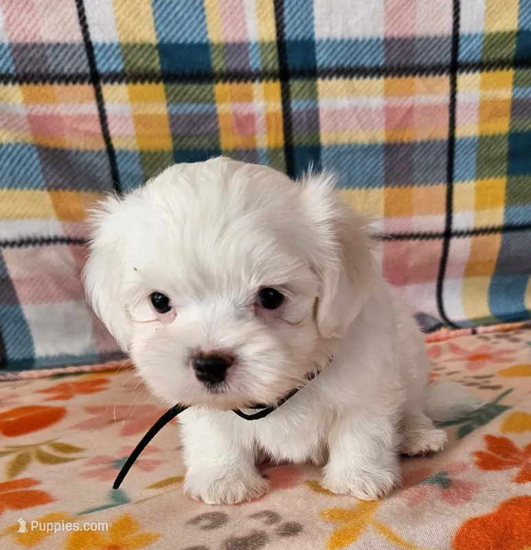 John – Shih Tzu, Morkie puppy for sale in Snowflake, AZ