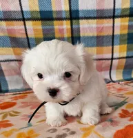 John, a male Shih Tzu and Morkie for sale in Snowflake, AZ – 1 of 6
