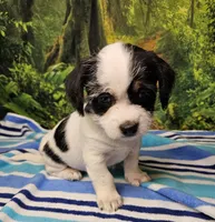 JACK, a male Toy Australian Shepherd for sale in Snowflake, AZ – 4 of 8