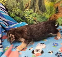 Bristol , a male Toy Australian Shepherd and Mal Shi for sale in Snowflake, AZ – 5 of 7