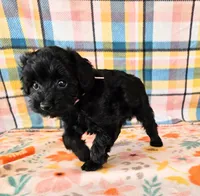 Whitney , a female Yorkipoo for sale in Snowflake, AZ – 6 of 8