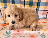 Sunny, a male Yorkipoo for sale in Snowflake, AZ – 8 of 9