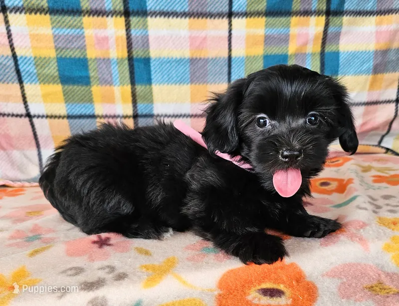 ANGIE – Morkie puppy for sale in Snowflake, AZ